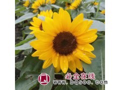 向日葵 基地种植 小苗供应 花坛庭院栽种 鑫卓花卉 青州花卉图1