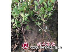 红叶石楠 常绿小乔木 花多密集白色 行道树种植观赏 鑫卓 青州花卉苗木基地图1