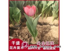 郁金香 适宜丛植布置花坛花境 盆栽冬季观赏 千盛花卉 青州花卉苗木基地图1