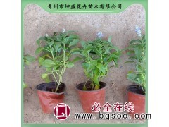 蓝花鼠尾草盆栽小苗 花镜租摆用 花坛花镜布置 坤盛花卉图1