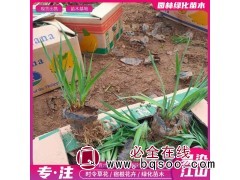 黄菖蒲 种植基地 喜阳光充足的生长环境 宿根植物 青州花卉图1