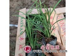 麦冬苗种植 适应好 多年生宿根草本 路边种植 青州硕海花卉图1