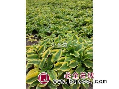 小金边玉簪 鞍山玉簪价格 玉簪苗基地 东北花卉苗 梅琳花圃图1