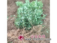 ​求购：二年的 茶条槭 床苗50公分以上的，6万图1