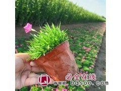 欧石竹 道路花坛花境绿化种植小苗 常年开花 青州花卉基地图1