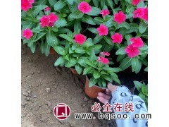 长春花 青州花卉小苗基地 时令草花销售 青州花卉苗木基地图1