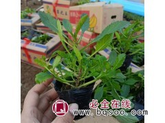 马鞭草苗价格 马鞭草基地 花海设计施工 青州花卉苗木基地图1