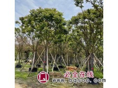 麻楝 园林绿化阴麻树 市政道路种植绿化风景树 漳州花木基地图1