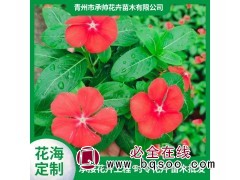 天天开 长春花 常见开花 矮状盆栽 承帅花卉苗木 青州花卉图1