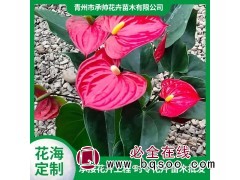 红掌 是单子叶植物纲天南星科花烛 属多年生常绿草本植物图1