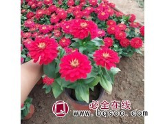 宿根草本百日菊 茎直立花色多样 花坛盆栽种植 青州恒都农业图1