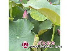 荷花苗 夏季开花 喜温暖湿润环境 景区公园池塘景观栽培图1