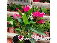 长春花 喜高温高湿环境 花期长适应性好 花坛盆栽 青州花卉图1