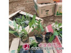 马鞭草盆栽 园林景观绿化用观赏工程苗 花期较长 海珍花卉图1