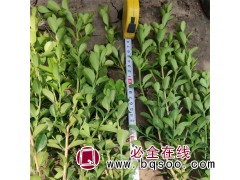 黄杨盆栽 花期较长 花海景观绿植 美化环境 植株健壮 青州花卉基地图1