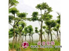 台湾栾树 基地种植假植苗 容器苗 喜光 稍耐半荫的植物 杰记图1