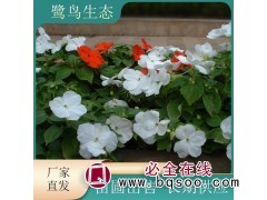 鹭鸟非洲凤仙 一年生草花植物 庭院小区公园观赏花卉 盆栽苗图1