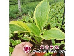 金边玉簪盆栽 彩叶植物花卉 耐寒 多年生绿植 青州花卉基地图1