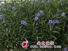 翠芦莉