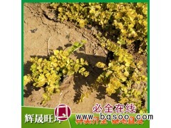 多年生草花 过路黄 金钱草种植基地 花期5-7月 易栽培图1