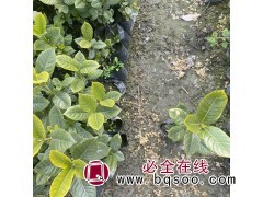 大叶栀子花 工程盆栽 清香型 灌丛景观植物 室内芳香 瑞禾 青州花卉基地图1