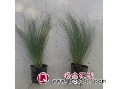 墨西哥羽毛草 冷季型草 庭院绿化 可露天栽培 绿化工程种植图1