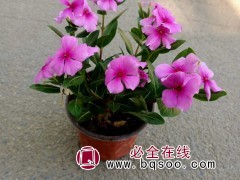 长春花