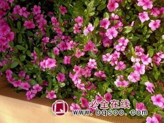 长春花