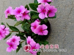 长春花