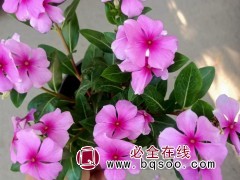 长春花