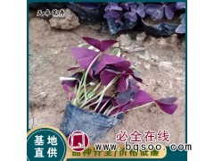 酢浆草 多年生草本植物 地被常用 种植基地 天卓花卉基地图1