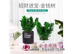 庆刚 发财树 巴西木等绿植租赁 浇水 修剪防虫害 清洁易打理图1