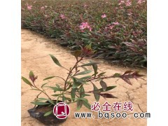 山桃草小苗培育 千鸟花盆栽种植基地 江瑞花卉 花型似桃花图1