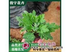 九月菊 花海花境用苗 大花菊花 工地绿化植栽 观赏效果好图1