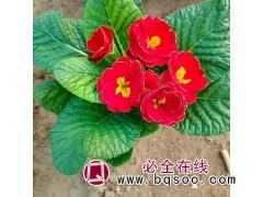 报春花 种植基地 时令草花培育 花大色艳 观赏价值较高图1