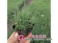 多年生草本植物 常夏石竹花海专用 叶形优美 花色艳丽 芳香图1