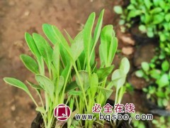 金鸡菊