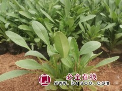 金鸡菊