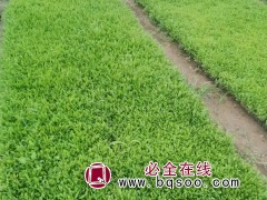 金鸡菊