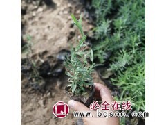 多年生耐寒 薰衣草 生长力强 耐修剪 花海用苗 青州花卉基地图1