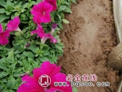 牵牛花