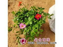 太阳花 锦田花卉 时令草花 花坛租摆 花色丰富 观赏性强图1