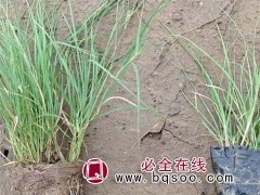 野牛草