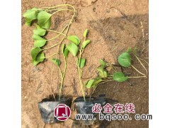 马鞍藤绿化小苗 马鞍藤地被苗 厚藤容器苗 固沙海滩植物图1