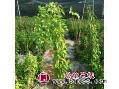 炮仗花盆苗批发 炮仗花容器苗 炮仗藤盆栽报价 藤架植物图1