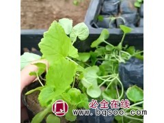 二月兰 诸葛菜 根系发达 萌芽早 花海打造专用 观赏价值高图1