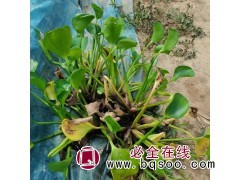 水体绿化 水葫芦 湿地绿化水生植物主要用于净化水质图1