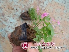 绿叶红花醡浆草