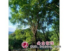 供应18-20公分蓝花楹 苗木移植苗 茂盈景观工程 漳州花卉图1