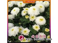 大菊花苗九月菊 品种多样颜色鲜艳 国庆菊租摆 工地绿化图1